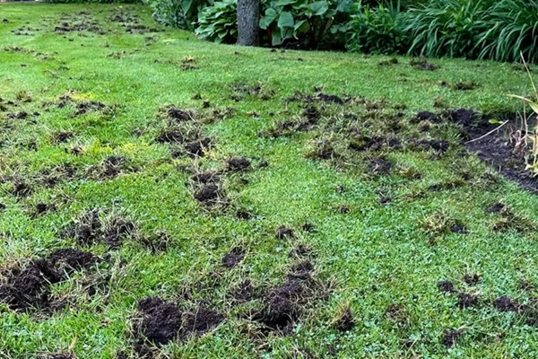 Gazonschade door emelten met kale en bruine plekken in het gras